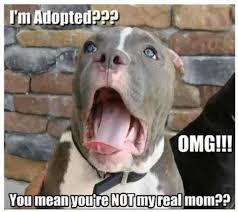 I M Adopted Funny Cute Memes Animals Dogs Dog Animal Meme Lol Humor Funny Animals Funny Dogs Funny An Funny Dog Pictures Funny Animal Quotes Funny Animal Jokes