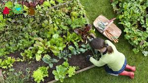 Maybe you would like to learn more about one of these? 7 Konsep Desain Kebun Sayur Mini Untuk Rumah Hemat Kantong Blogdaffa Com