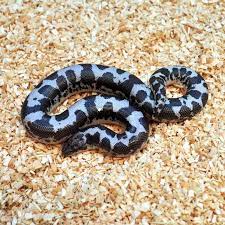 Anerythristic Kenyan Sand Boa For Sale Reptiles And Amphibians Reptiles Pet Beautiful Snakes