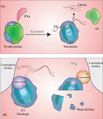 Coagulation is initiated when small amounts of thrombin are generated in response to vascular injury and platelets become activated1, 2. Partial Scheme Of The Human Coagulation Cascade Pathway A Factor Xa Download Scientific Diagram