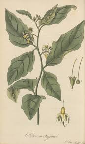 Image result for Solanum anguivi