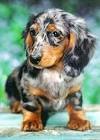 Long Haired Mini Dachshund Puppies