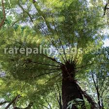 Image result for Cyathea dregei