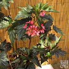 Can be trimmed into a hedge or border if desired. Tropical Flowers For Your Patio Better Homes Gardens