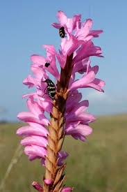 Image result for Hunteria densiflora