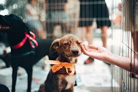 Maine's police departments joined in too, sharing photos of their k9s to give them some recognition for their hard work sniffing for drugs or weapons and being ready to come to the rescue of their partner if needed. National Rescue Dog Day Patriot Pages