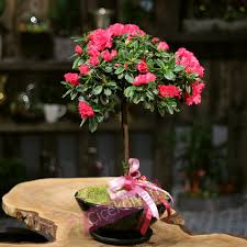 Soguktan Etkilenmeyen Cicekler