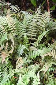 Image result for Deparia