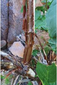 Image result for Coleus gracilipedicellatum