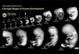 things you need to know about embryo development stages