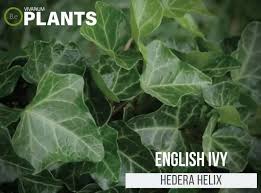 In hotter, drier climates, the ground should be. Hedera Helix English Ivy Care Guide Vivarium Plants