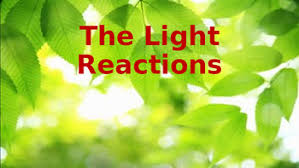 On This Assignment Students Will Study The Basics Behind The Light Reactions Of Photosynthesis By Tracing The Light Reaction Biology Worksheet Photosynthesis