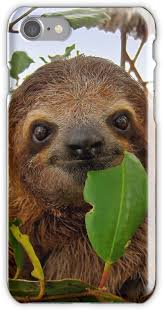 Rescued sloths aren't usually given baths, but poor matteo here arrived at this rescue centre with an irritating skin condition. Ilmu Pengetahuan 7 Baby Sloth Cute