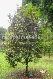 Image result for Eugenia capensis