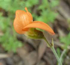 Image result for Tephrosia aurantiaca