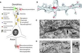 What are the types of active 3. Mechanisms And Function Of Dendritic Exocytosis Neuron