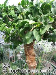 Image result for Cyphostemma lanigerum