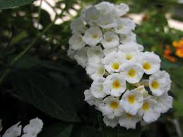 Image result for Lantana nivea