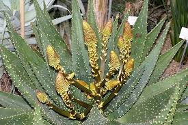 Image result for Aloe christianii