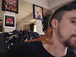 Bearded Dragon Lover