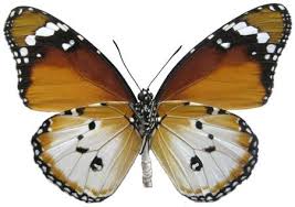 Image result for Gomphocarpus semilunatus