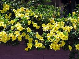 Check spelling or type a new query. Jardineria Archivo Del Blog Flor Copa De Oro Jardines Tropicales Plantas Jardin Jardineria