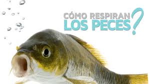 Son animales que se reproducen por medio de huevos. Aprendeencasa2 7 De Septiembre 4to Primaria Soy Mama Blog