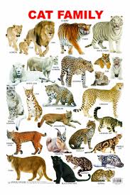 buy cat family chart book online at low prices in india