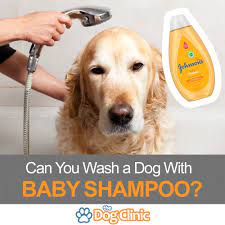 I Washed My Dog With Human Shampoo Carnawall Com
