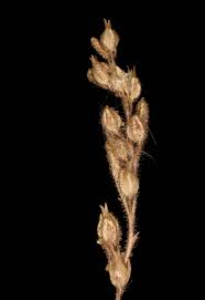 Image result for Anticharis