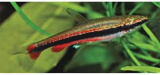 A black spot on the lower half of the gill cover. The Joy Of Keeping Pencilfish Tropical Fish Hobbyist Magazine