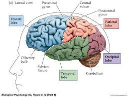 Brain Google Search Brain Injury Brain Diagram Traumatic Brain Injury