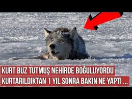 Kurt Buz Tutmus Nehirde Boguluyordu Avci Onu Kurtardiktan 1 Yil Sonra Bir Mucize Gerceklesti Youtube 2020 Kurt Hayvanlar Avcilar