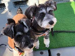 How much is a minature schnauzer worth? Schnauzer Puppies Or Sale Posts Facebook