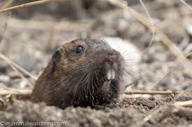 Basic facts about botta's pocket gopher: 2019 8 Bottas Pocket Gopher Thomomys Bottae Mammal Watching