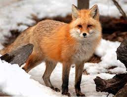 Foxes Pet Fox Fox Pictures Fox