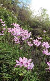 Image result for Hermannia micropetala