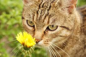 It could be feline allergies. Pollen Allergy In Cats Symptoms Causes Diagnosis Treatment Recovery Management Cost