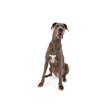 Our great dane puppies are very quality breed. Great Dane Puppies Petland Iowa City