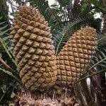 Image result for Encephalartos senticosus