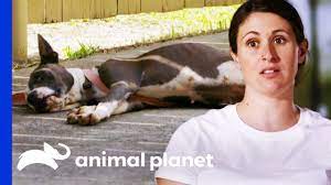 Lizzy And Moe Rescue Dog Who Is Too Sick To Move Pit Bulls Parolees Youtube