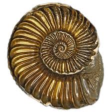 Image result for Pleioceras