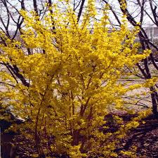 1 Gallon Yellow Lynwood Gold Forsythia In The Shrubs Department At Lowes Com