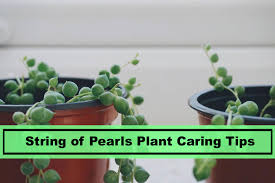 A string of pearls plant doesn't have a big root system. String Of Pearls Growing Propagation And Caring Guide Plants Spark Joy