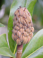 Magnolias are commonly used for landscaping the garden, often as standalone trees. Magnolia Grandiflora Wikipedia