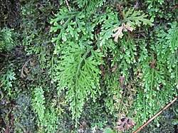 Image result for Selaginella cathedrifolia