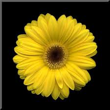 Gerbera is also commonly known as the african daisy. Gerbera Daisy Gerbera Daisy Gerbera Daisy Tattoo Yellow Flowers