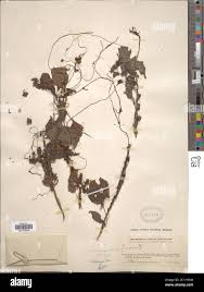 Image result for Cuscuta kilimanjari