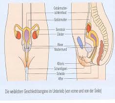 Entdecke rezepte, einrichtungsideen, stilinterpretationen und andere ideen zum ausprobieren. Bau Der Weiblichen Geschlechtsorgane Arbeitsblatt Losungen