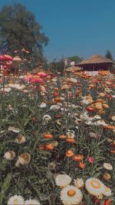 H e l l o l o v e l i e s you know when you go on youtube and you start by watching funny dog videos and end up somewhere totally different?! Flower Field Field Wallpaper Beauty Iphone Wallpaper Sky Aesthetic